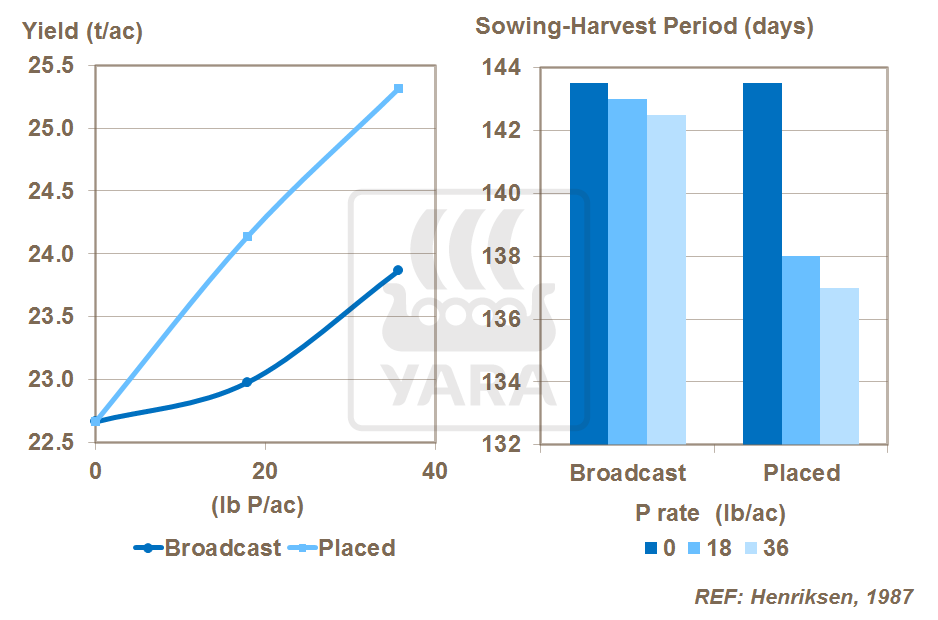 phosphorus and placement in onion crops
