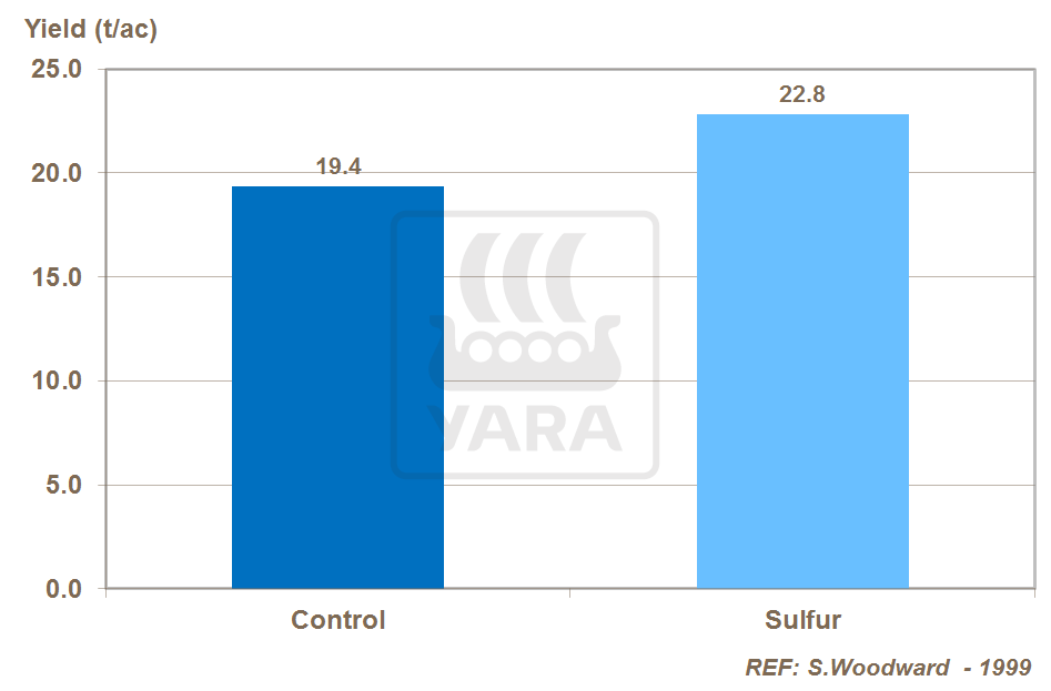 sulfur and onion yield