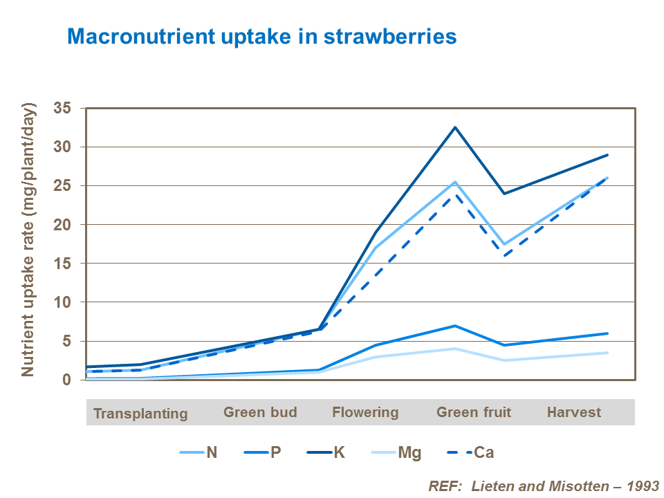 Macronutrient uptake by strawberries