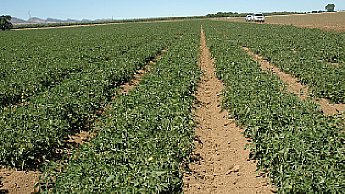 tomato vegetative growth