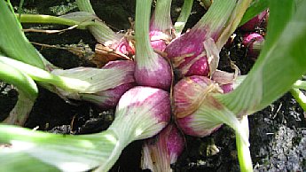 토양및 수분관리3