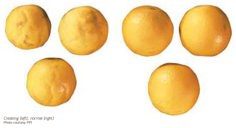 Citrus Plugging and Creasing