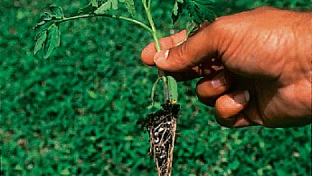 tomato establishment, root development
