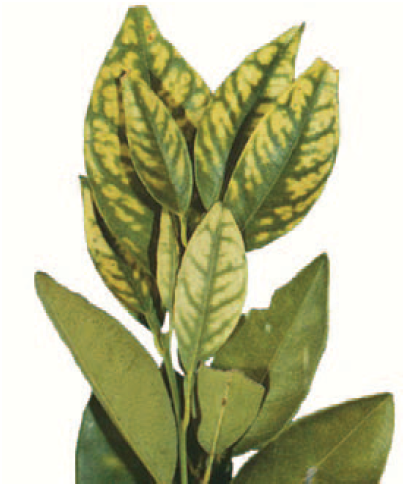 zinc deficiency in citrus