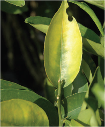 Citrus leaf yellowing