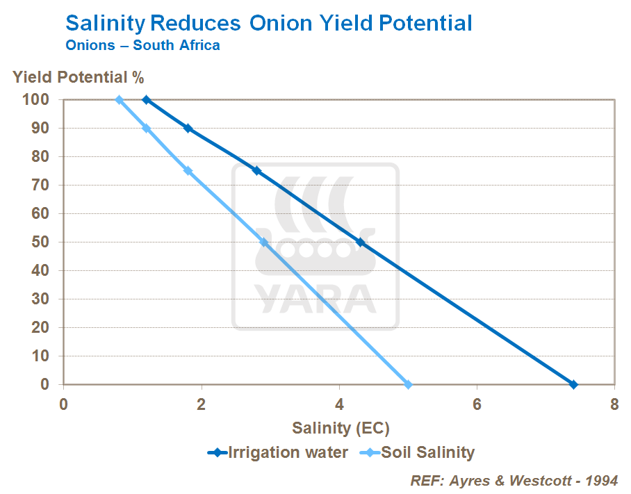salinity reduces onion yield potential