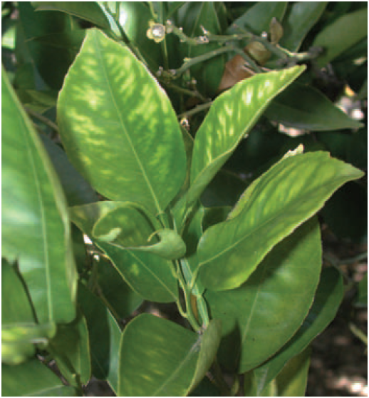 manganese deficiency in citrus