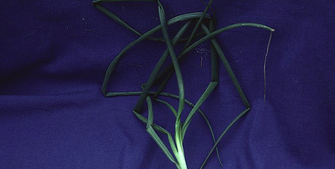 manganese deficiency in onions