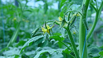 tomato plant flowering