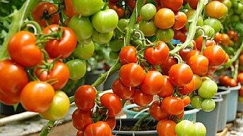 tomato ripening