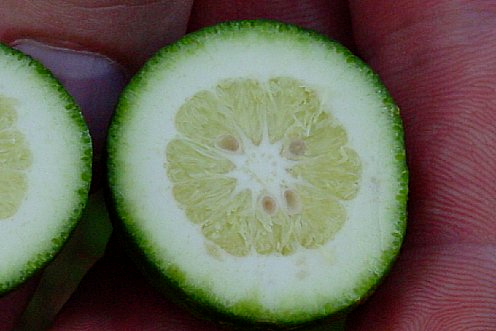 boron and citrus albedo breakdown