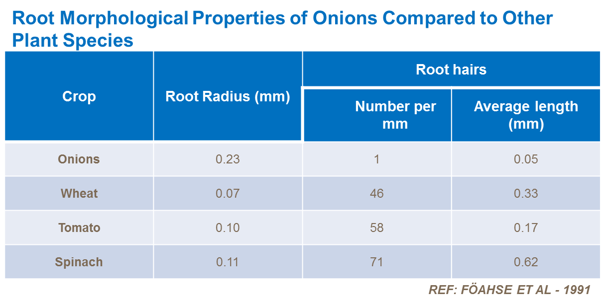 root morphological properties of onions compared to other plant species
