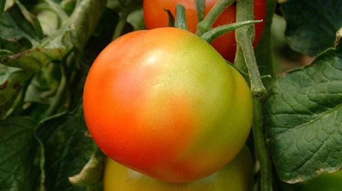 uneven ripening on tomato