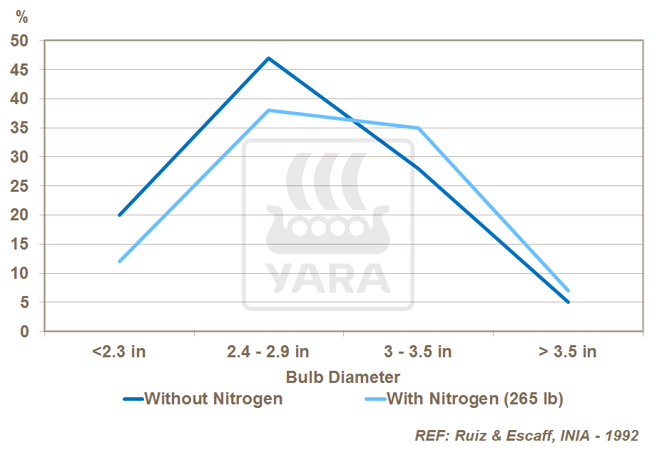 nitrogen and onion bulb size
